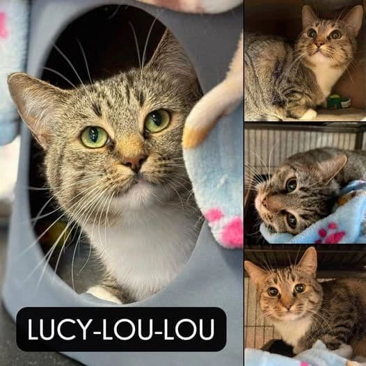 Lucy-Lou-Lou - Domestic Short Hair cat available for adoption at Tails of Freedom Rescue in Winnipeg