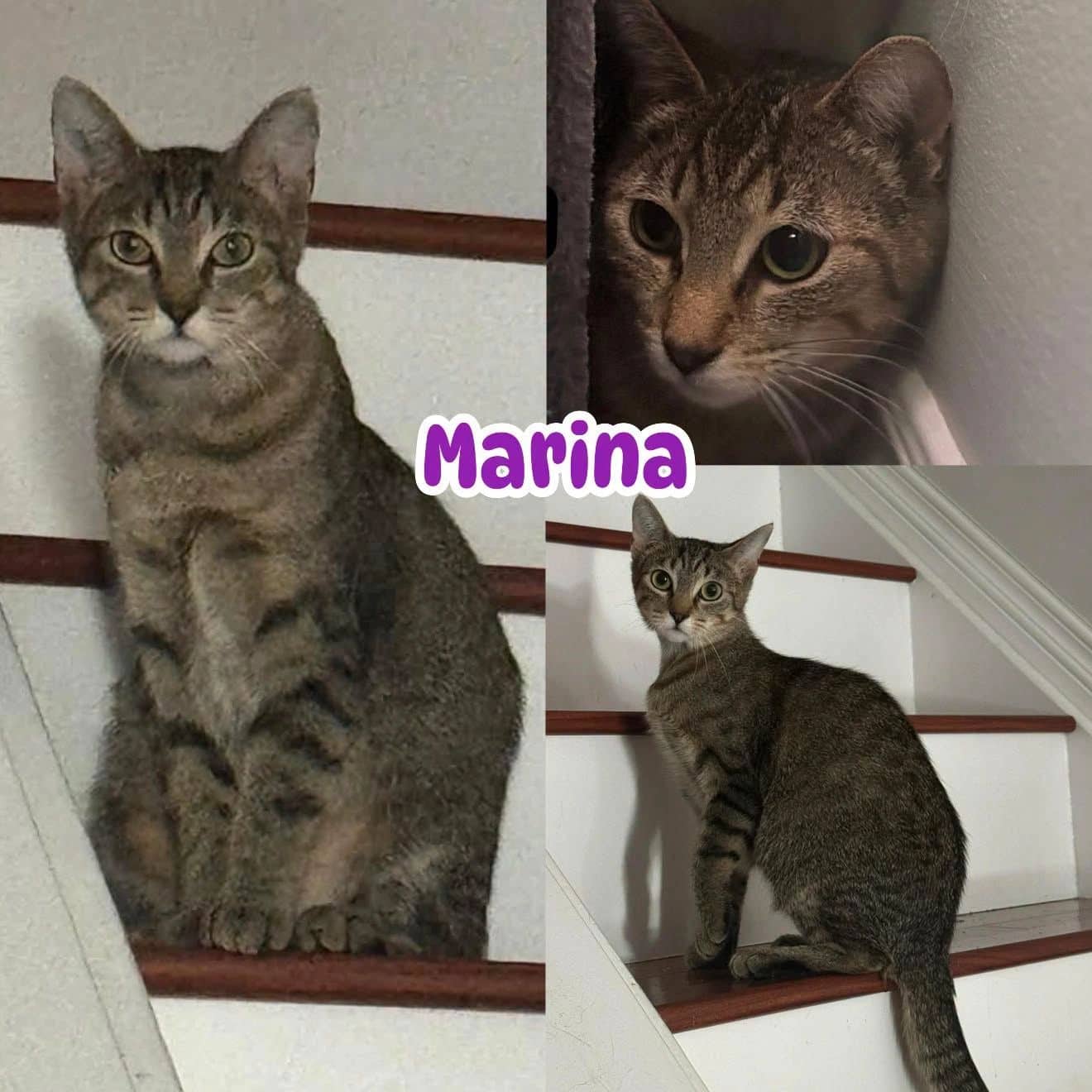 Marina - Domestic Short Hair available for adoption