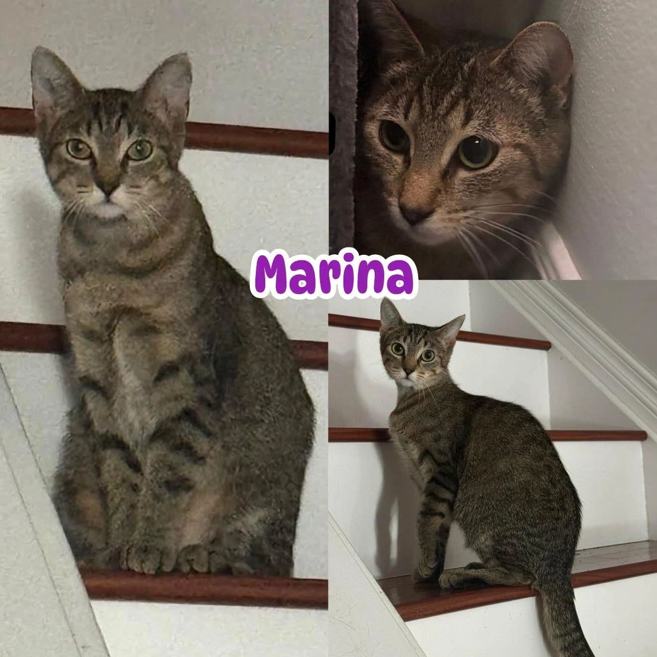 Marina - Domestic Short Hair available for adoption