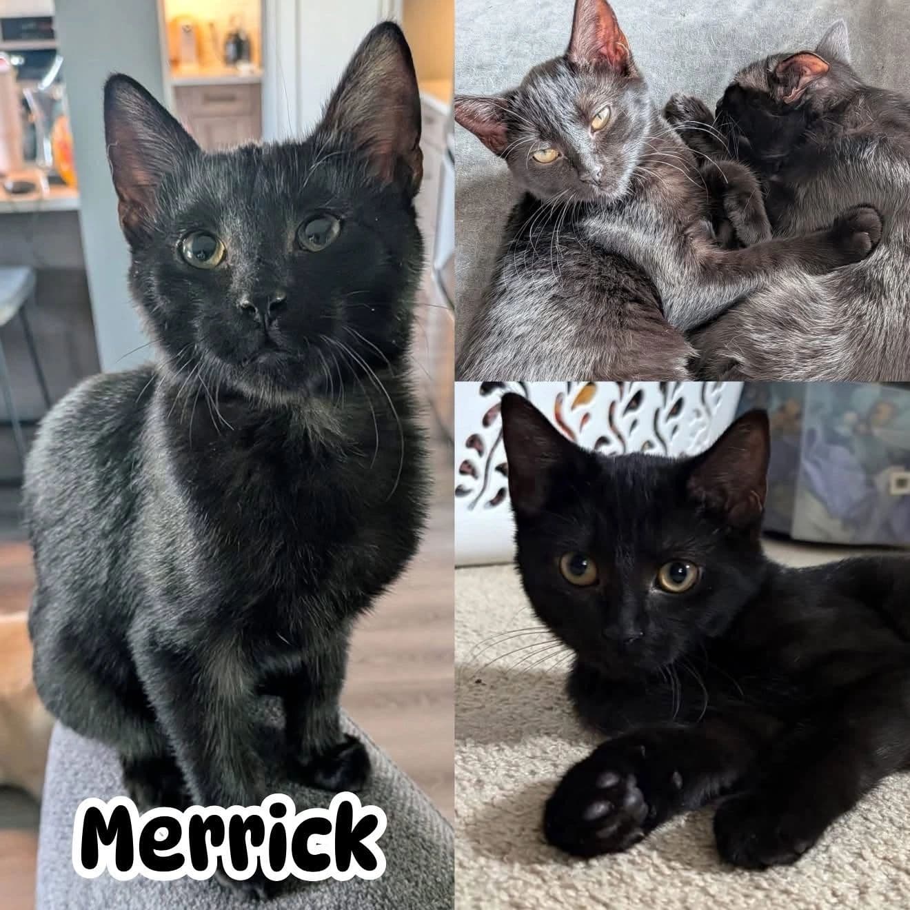 Merrick - Domestic Short Hair cat available for adoption at Tails of Freedom Rescue in Winnipeg
