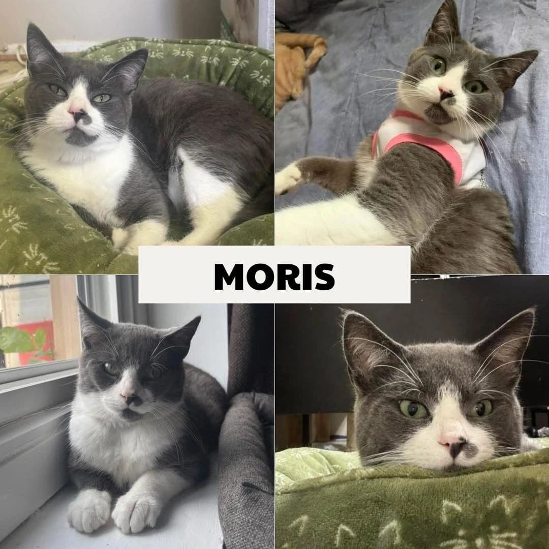 Moris - Domestic Short Hair cat available for adoption at Tails of Freedom Rescue in Winnipeg