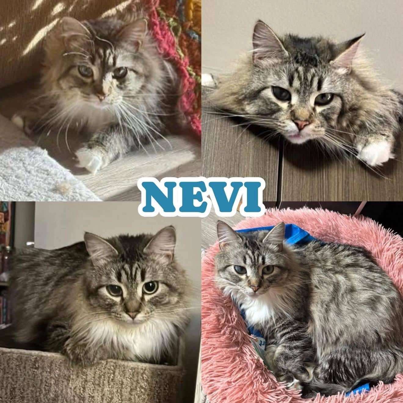 Nevi Please Read My Bio In Full About My Noted Medical Concerns - Domestic Long Hair available for adoption
