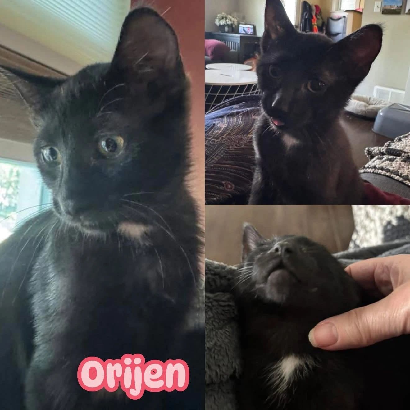 Orijen - Domestic Short Hair cat available for adoption at Tails of Freedom Rescue in Winnipeg