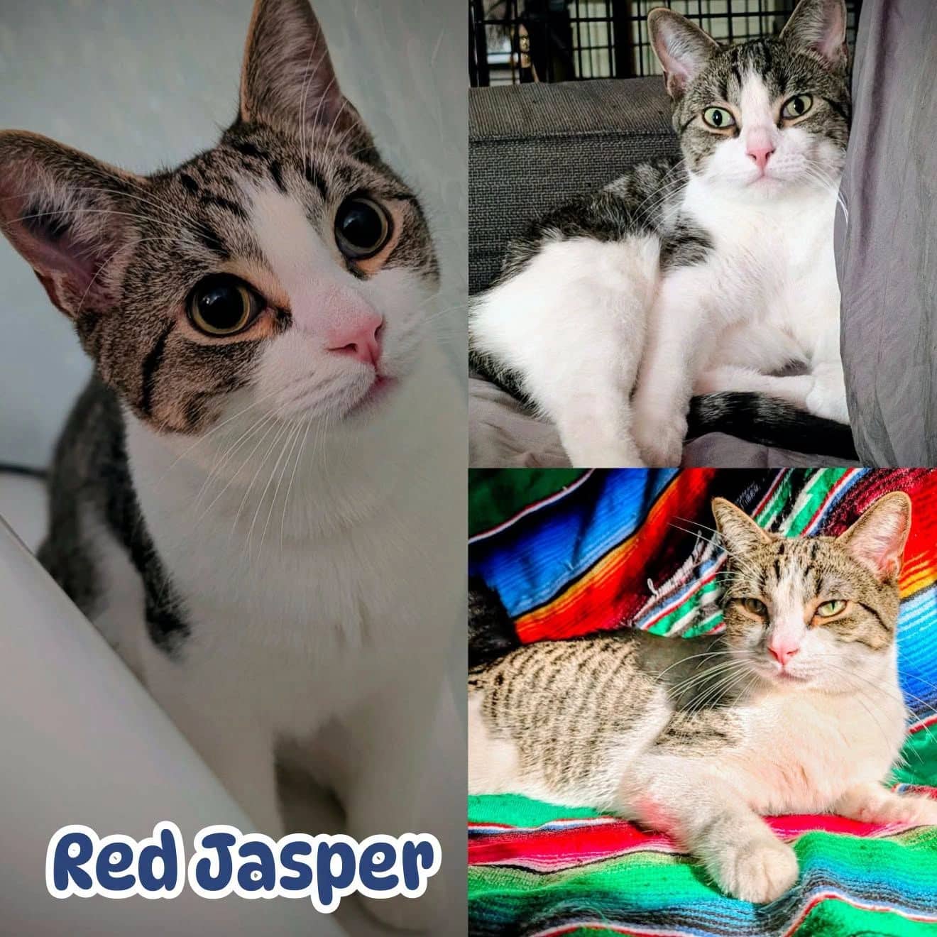 Red Jasper - Domestic Short Hair available for adoption
