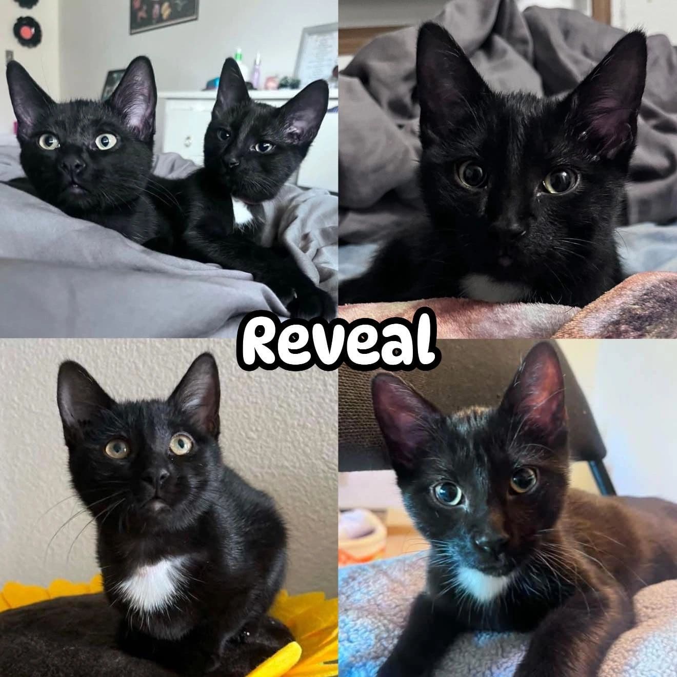 Reveal In-Store Pet Valu Plessis - Domestic Short Hair cat available for adoption at Tails of Freedom Rescue in Winnipeg