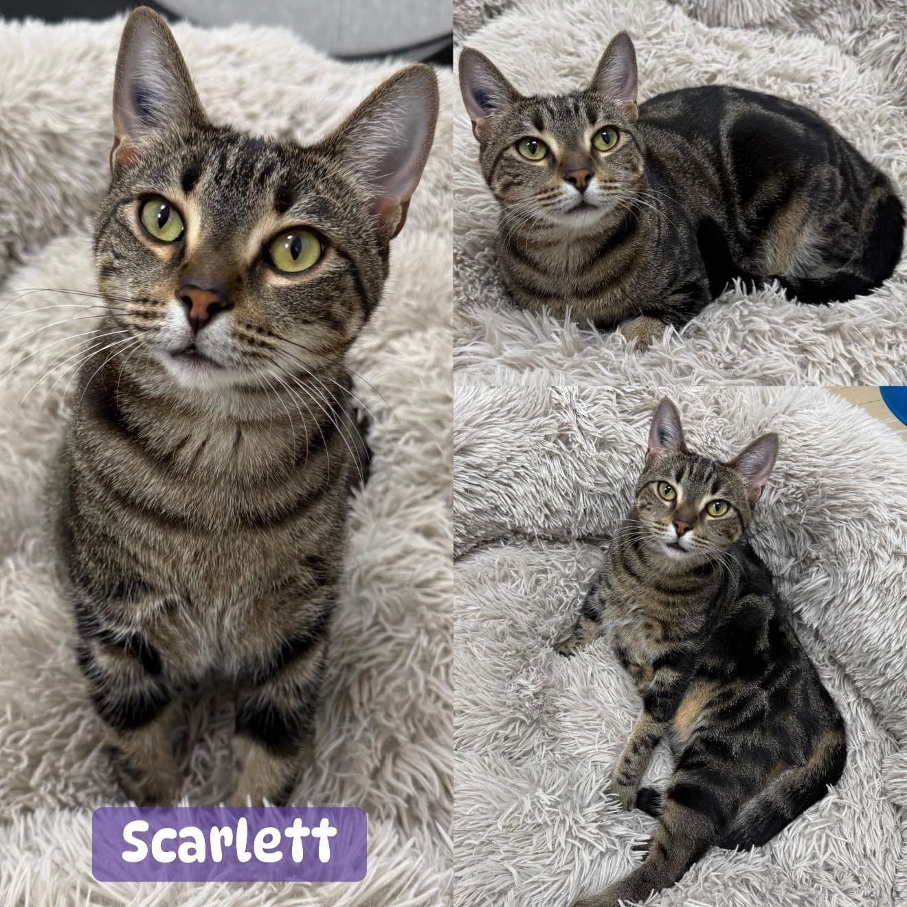 Scarlett - Domestic Short Hair cat available for adoption at Tails of Freedom Rescue in Winnipeg