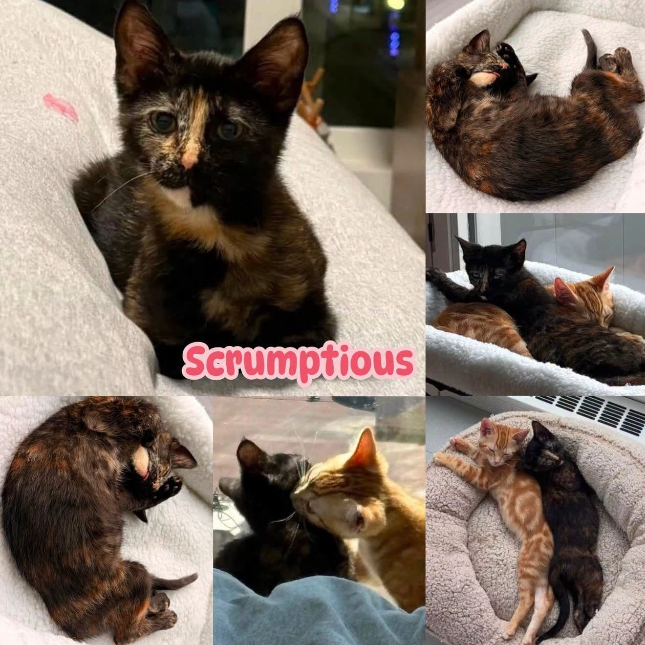Scrumptious - Domestic Short Hair cat available for adoption at Tails of Freedom Rescue in Winnipeg