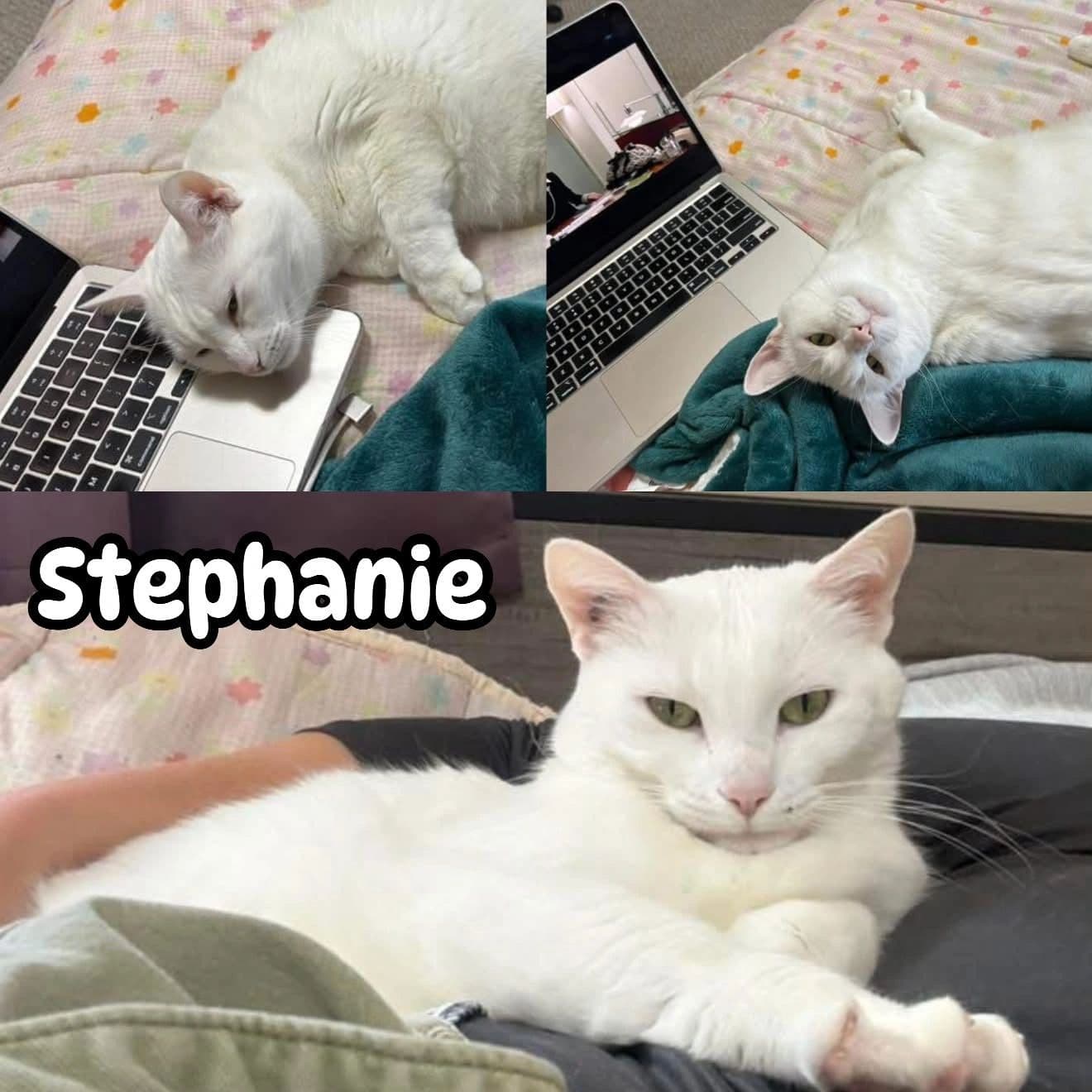 Stephanie - Domestic Short Hair cat available for adoption at Tails of Freedom Rescue in Winnipeg
