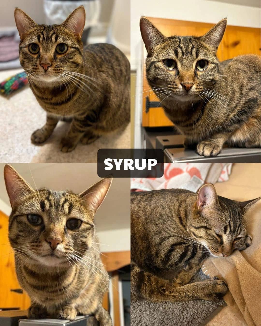 Syrup - Domestic Short Hair available for adoption