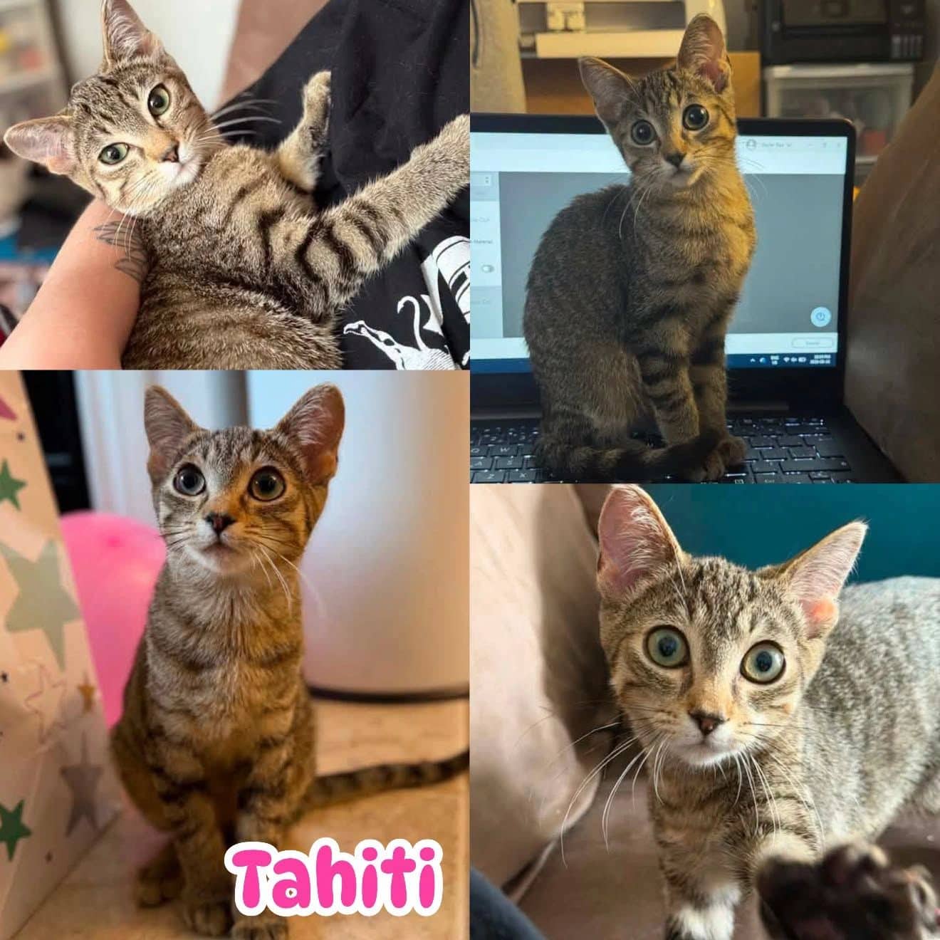 Tahiti - Domestic Short Hair available for adoption