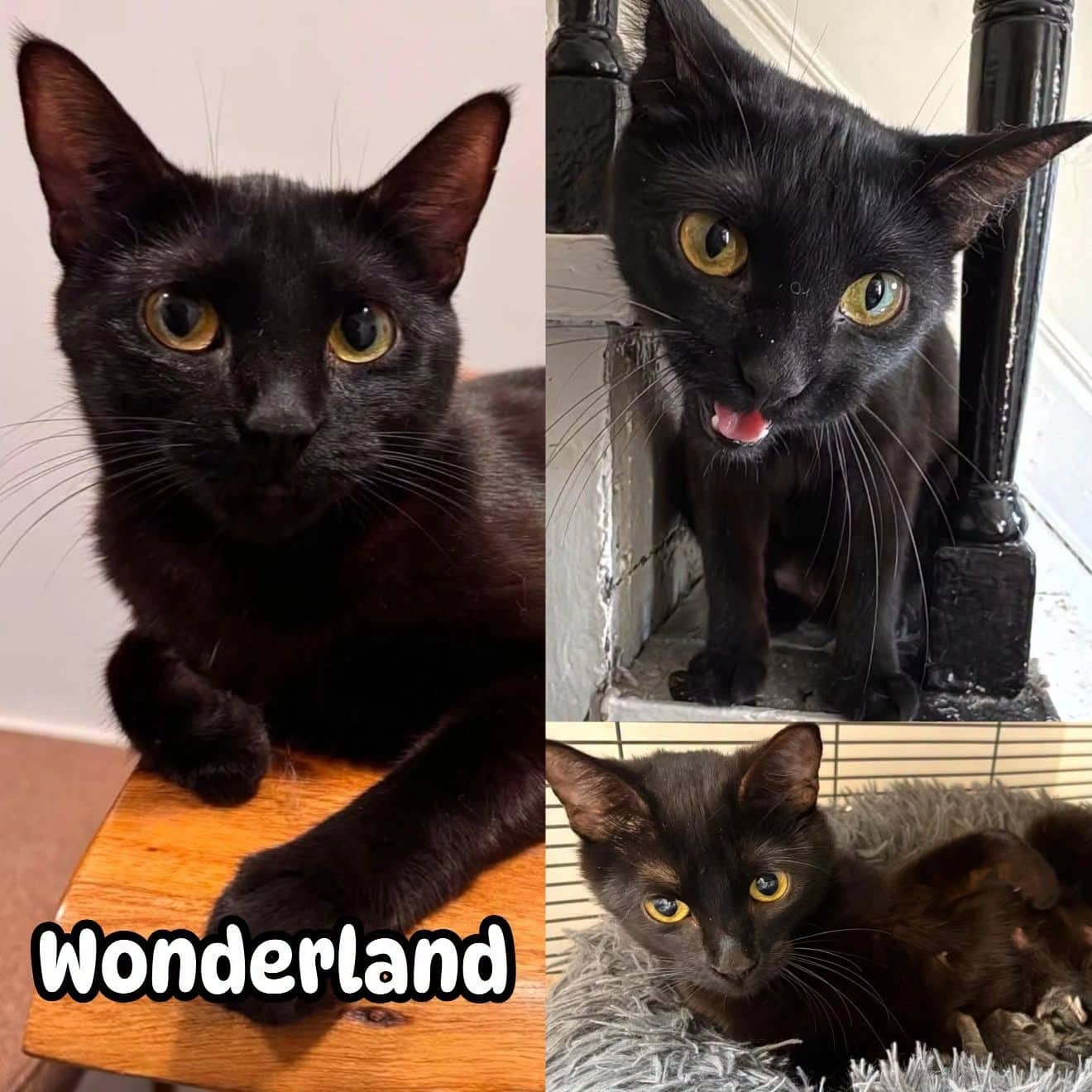 Wonderland - Domestic Short Hair available for adoption