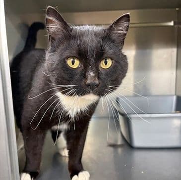 Gruncle Stan - Domestic Short Hair cat available for adoption at Bandaged Paws Animal Rescue Association in Calgary
