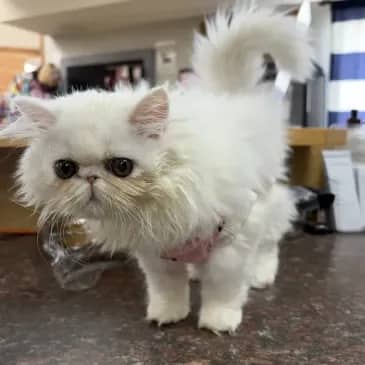 Pearl - Domestic Long Hair available for adoption
