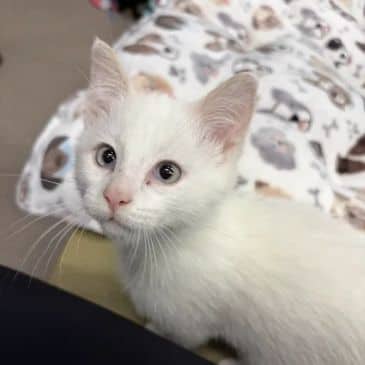 Aang - Domestic Short Hair available for adoption