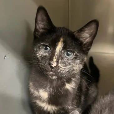 Aioli - Domestic Short Hair available for adoption