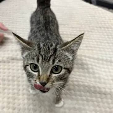 Alani - Domestic Short Hair cat available for adoption at Bandaged Paws Animal Rescue Association in Grande Prairie