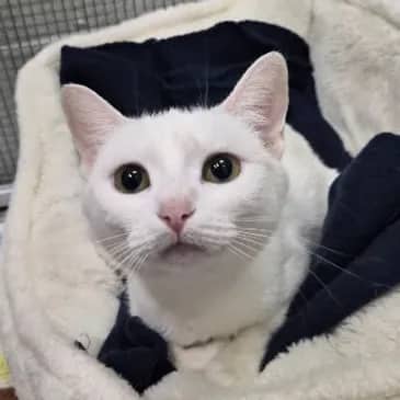 Albertosaurus - Domestic Short Hair cat available for adoption at Bandaged Paws Animal Rescue Association in Grande Prairie