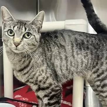 Annabelle - Domestic Short Hair cat available for adoption at Bandaged Paws Animal Rescue Association in Grande Prairie