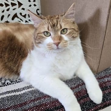 Aries - Domestic Short Hair cat available for adoption at Bandaged Paws Animal Rescue Association in Calgary