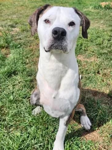 Arlo - Bully Breed Mix available for adoption in Alberta