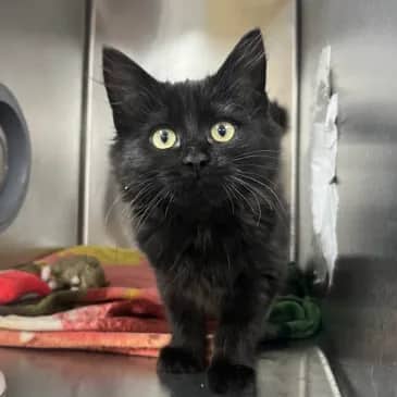 Banh Mi - Domestic Medium Hair available for adoption