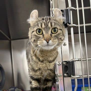 Banshee - Domestic Short Hair available for adoption