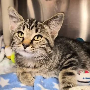 Bao - Domestic Short Hair cat available for adoption at Bandaged Paws Animal Rescue Association in Grande Prairie