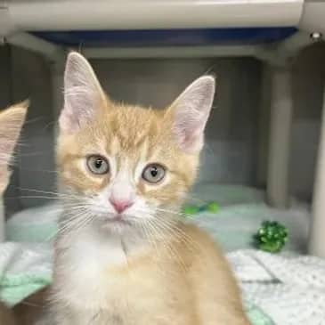 Beamer - Domestic Short Hair available for adoption