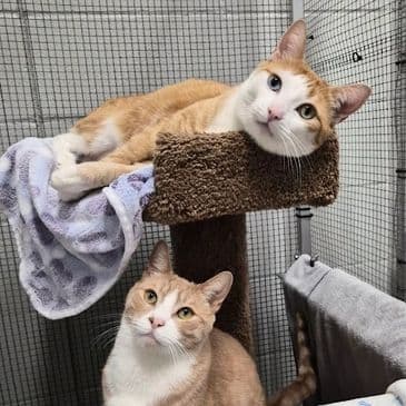 Cumin & Bean - Tabby cat available for adoption at Bandaged Paws Animal Rescue Association in Calgary