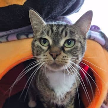 Beatrix - Domestic Short Hair cat available for adoption at Bandaged Paws Animal Rescue Association in Calgary