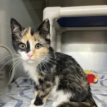 Beef Wellington - Domestic Short Hair cat available for adoption at Bandaged Paws Animal Rescue Association in Grande Prairie
