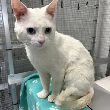 Beethoven - Domestic Short Hair available for adoption