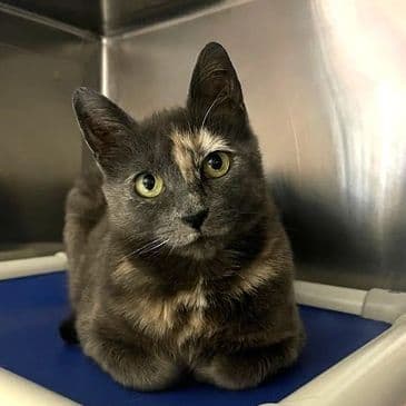 Betty Pearson - Domestic Short Hair cat available for adoption at Bandaged Paws Animal Rescue Association in Calgary