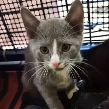 Blue - Domestic Short Hair available for adoption