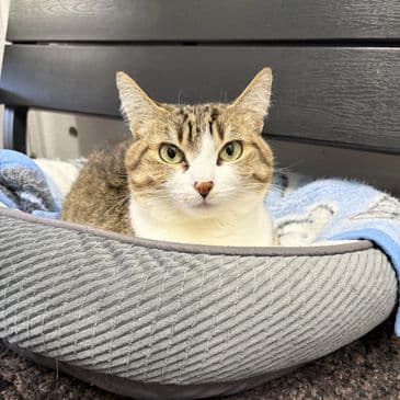 Blueberry - Domestic Short Hair cat available for adoption at Bandaged Paws Animal Rescue Association in Calgary