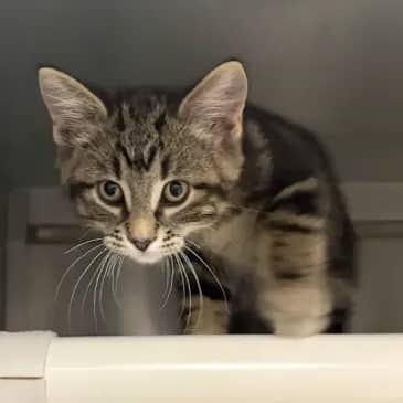 Boo - Domestic Medium Hair cat available for adoption at Bandaged Paws Animal Rescue Association in Grande Prairie