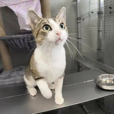 Brita - Domestic Short Hair cat available for adoption at Bandaged Paws Animal Rescue Association in Grande Prairie