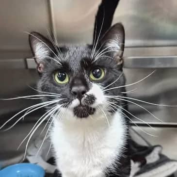 Buck - Domestic Short Hair cat available for adoption at Bandaged Paws Animal Rescue Association in Grande Prairie