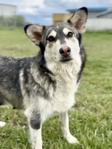 Bun - Husky Cross Weight: 24.5 kg/58.8 lbs available for adoption