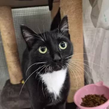 Butterfinger - Domestic Short Hair cat available for adoption at Bandaged Paws Animal Rescue Association in Grande Prairie