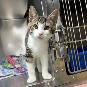 Cactus - Domestic Short Hair available for adoption