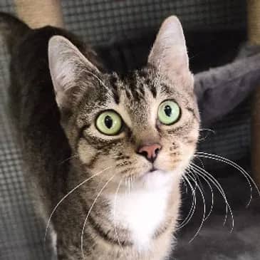 Carrie - Domestic Short Hair cat available for adoption at Bandaged Paws Animal Rescue Association in Grande Prairie
