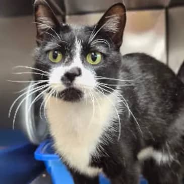 Casper - Domestic Short Hair cat available for adoption at Bandaged Paws Animal Rescue Association in Grande Prairie