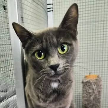 Cat Burglar - Domestic Short Hair cat available for adoption at Bandaged Paws Animal Rescue Association in Grande Prairie