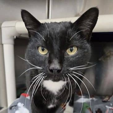 Catra - Domestic Short Hair available for adoption