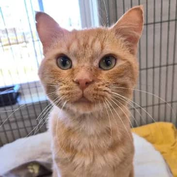 Chainsaw - Domestic Short Hair cat available for adoption at Bandaged Paws Animal Rescue Association in Grande Prairie