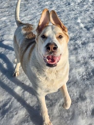 Charles - Northern Mixed Breed available for adoption at Bandaged Paws Animal Rescue Association in Calgary