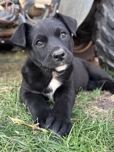 Charlotte - Northern Mixed Breed available for adoption at Bandaged Paws Animal Rescue Association in Calgary
