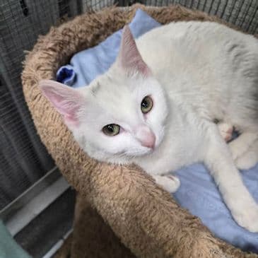 Chartreuse - Domestic Short Hair cat available for adoption in Calgary