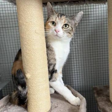Chicky - Domestic Short Hair cat available for adoption at Bandaged Paws Animal Rescue Association in Grande Prairie